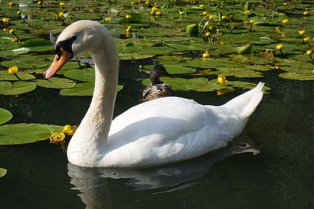 white goose on body of water thumbnail