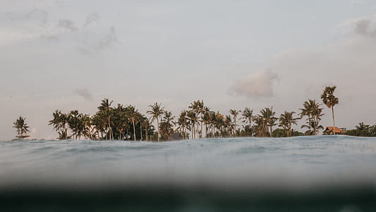palm trees thumbnail