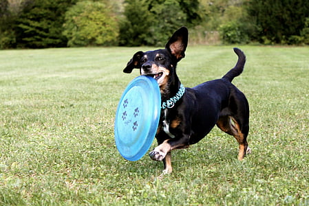 short-coated black dog biting freesbie thumbnail