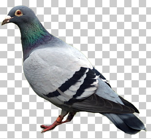 91 Racing Homer Png Cliparts For Free Download Uihere