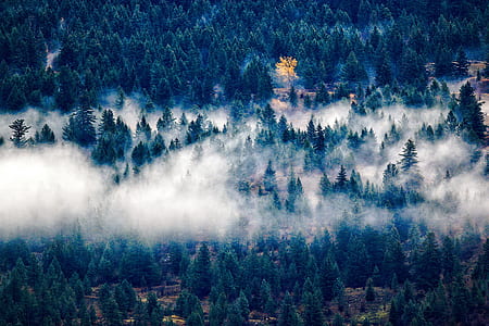 landscape, nature, clouds, forest thumbnail