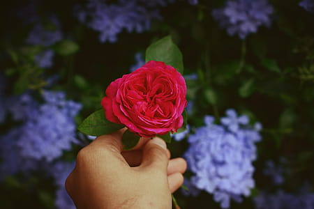 Person Holding Red Rose thumbnail