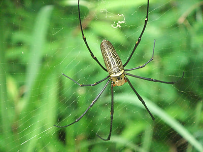 Spider, Insect thumbnail
