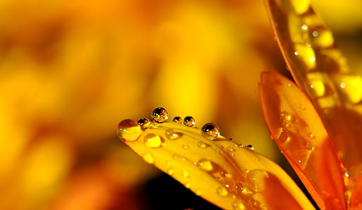 macro photography of yellow daisy flower with water droplets thumbnail