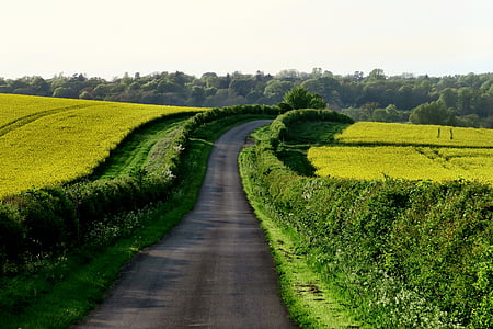 pathway surrounded by trees thumbnail