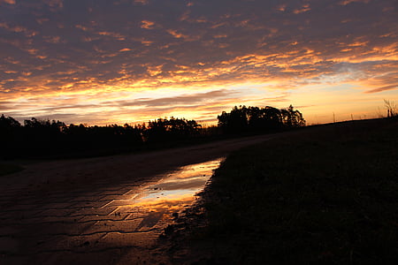 silhouette of trees at sunset thumbnail