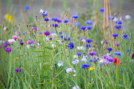 field of cornflower thumbnail