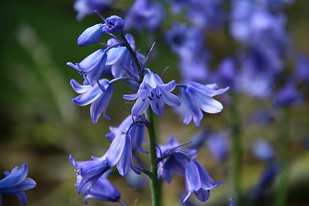 shallow focus photography of purple flowers thumbnail