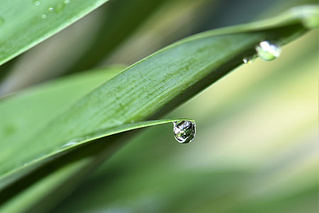 closeup photo of green leaf plant with water dews thumbnail