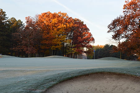 green grass field surrounded by maple trees during daytime thumbnail