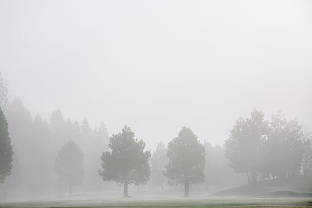 Green Grass Field With Trees and Fog thumbnail