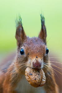 brown squirrel biting a nut thumbnail