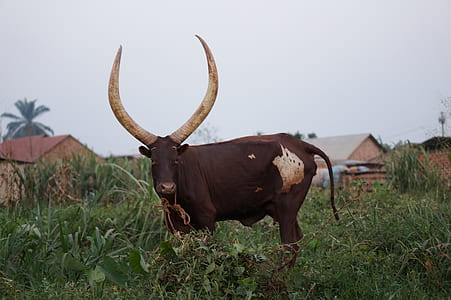 brown cow with big horns standing on grass thumbnail