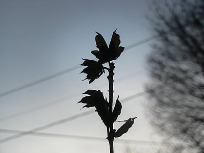 silhouette photo of lower thumbnail
