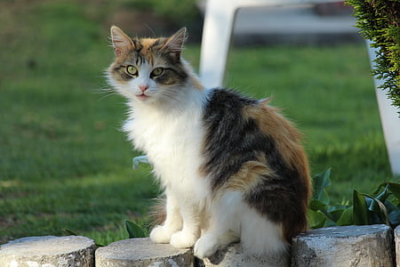 orange tabby cat on concrete pot thumbnail