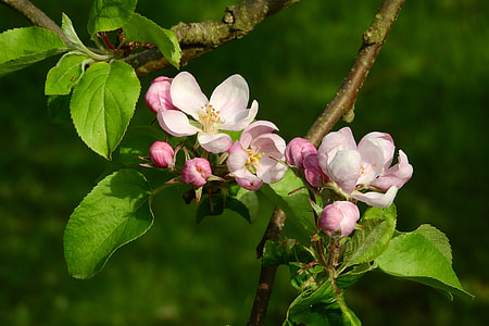 Apple-Blossom, Apple Tree thumbnail