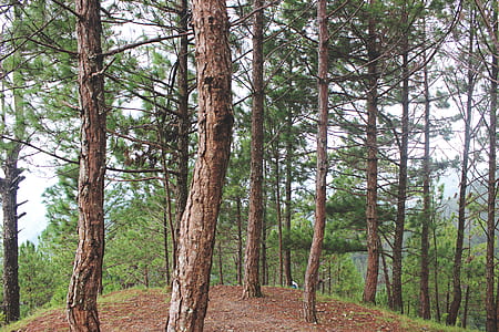 pine trees on brown and green mountain thumbnail