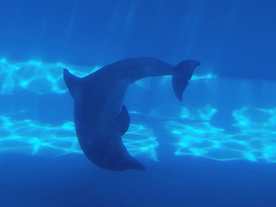 dolphin underwater thumbnail
