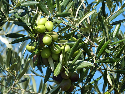 green fruits on tree thumbnail