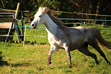 white and brown horse during daytime thumbnail