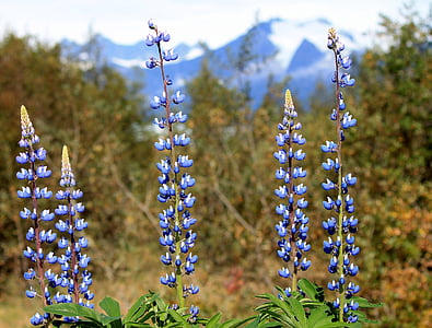 closeup photography of blue clustered flowers thumbnail