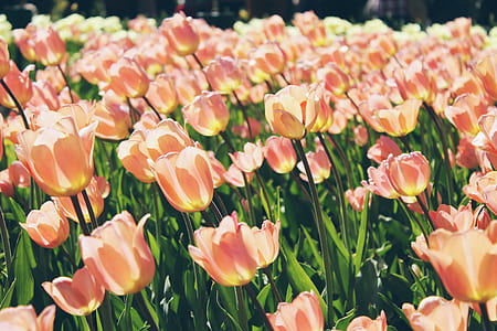 bunch of orange petaled flowers thumbnail