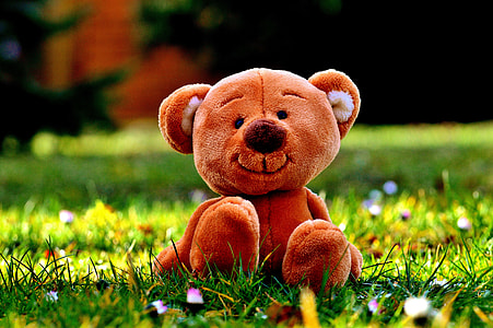 photography of brown bear plush toy on green grass thumbnail