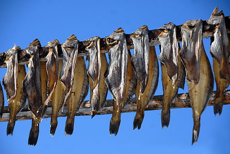 dried fishes hanging on stick thumbnail