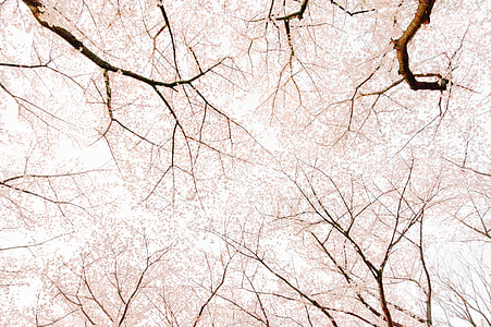 bare trees thumbnail