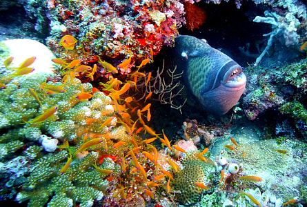 black fish about to surface inside corals thumbnail