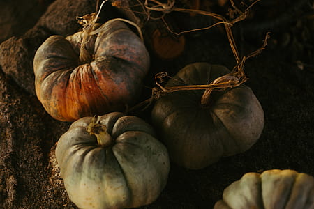 three pumpkins on ground thumbnail