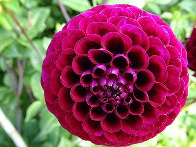 purple flower thumbnail