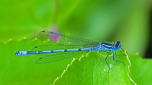 macro photography of blue damselfly thumbnail