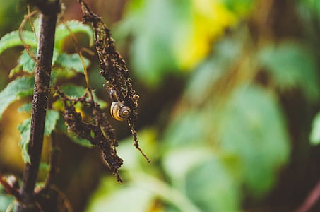 brown snail on tree branch in tilt shift lens photography thumbnail