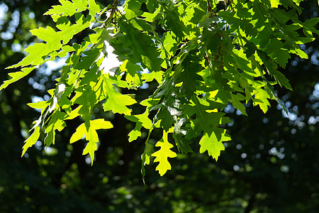 green leafed plant thumbnail
