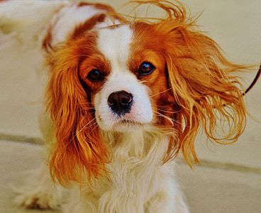 focus photography of Cavalier King Charles spaniel puppy thumbnail