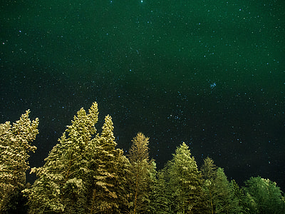 green trees under stars at nighttime thumbnail