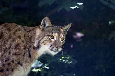 lynx, wildcat, predator, carnivore, undomesticated Cat, animal thumbnail