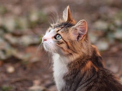 shallow focus of calico cat thumbnail