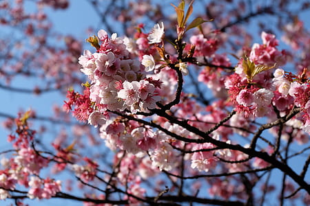 cherry blossom flowers thumbnail