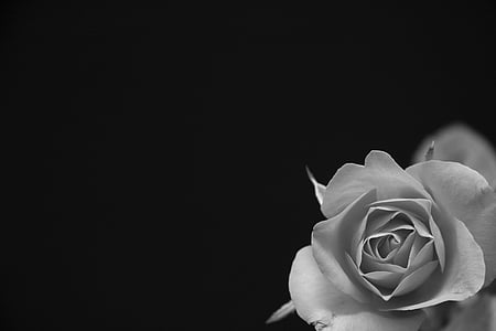 grayscale photography of rose thumbnail