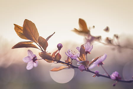 shallow focus photography of brown and purple flowers thumbnail