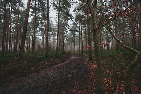 pathway between green trees thumbnail