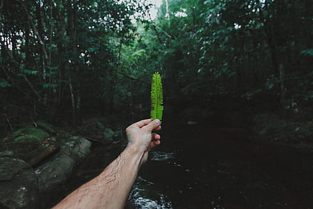 person holding green leaf in front of body of water thumbnail