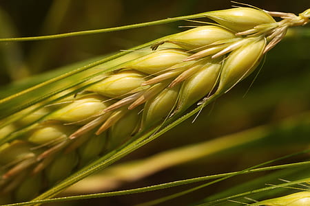 close up photography of wheat thumbnail
