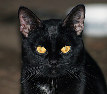 black cat thumbnail