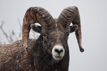 ram goat thumbnail