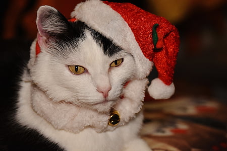 white short-fur cat thumbnail