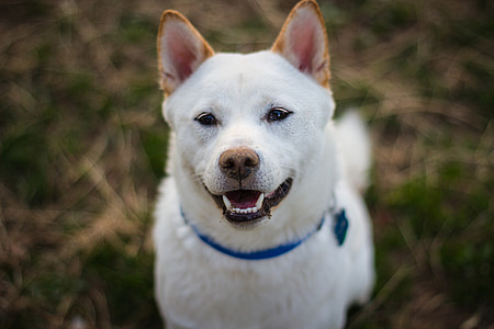 selective focus of short-coated white dog thumbnail