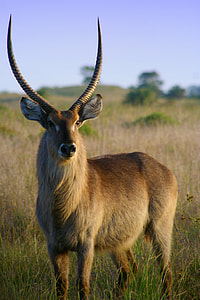 Beautiful Impala Antelope in the wild thumbnail